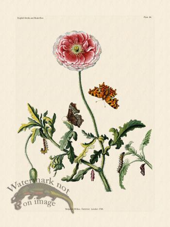 Wilkes Butterflies 084